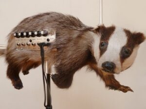 You've now accepted the concept of the Theremin. No big deal, just some electronics making a frightening noise, right? Maybe you should take a closer look at the Badgermin. Simply look at that word once again. Badgermin. It's a badger and a Theremin hybrid.