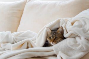 Pets Warm During Winters