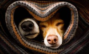 Pets Warm During Winters