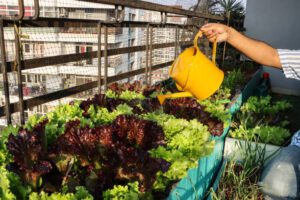 The beginners guide for vegetable gardening in your backyard