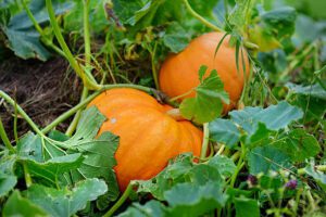 The beginners guide for vegetable gardening in your backyard