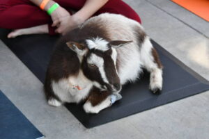 A Beginner's Guide to Start Goat Yoga