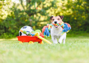 The Ultimate Guide: Places to Shop for Pet Products