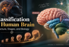classification of human brain