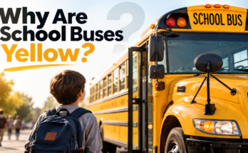 why are school busses yellow